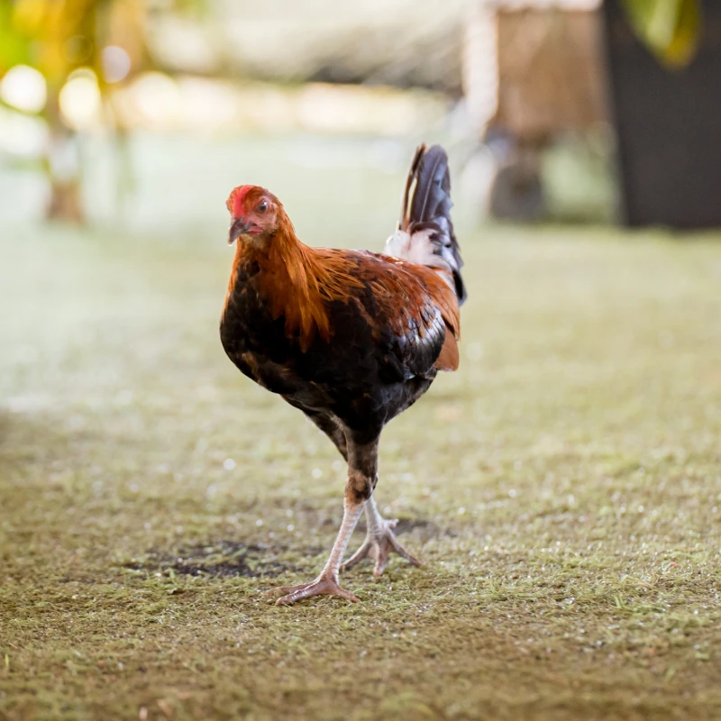 Photo of a Rooster